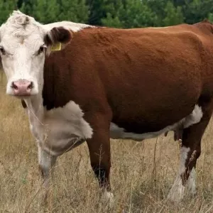 Kazašské bílé plemeno krav